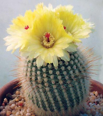 Parodia_scopa